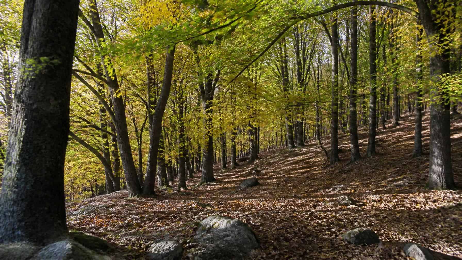 Bosco di castagni verso Vermiglio — Val di Sole