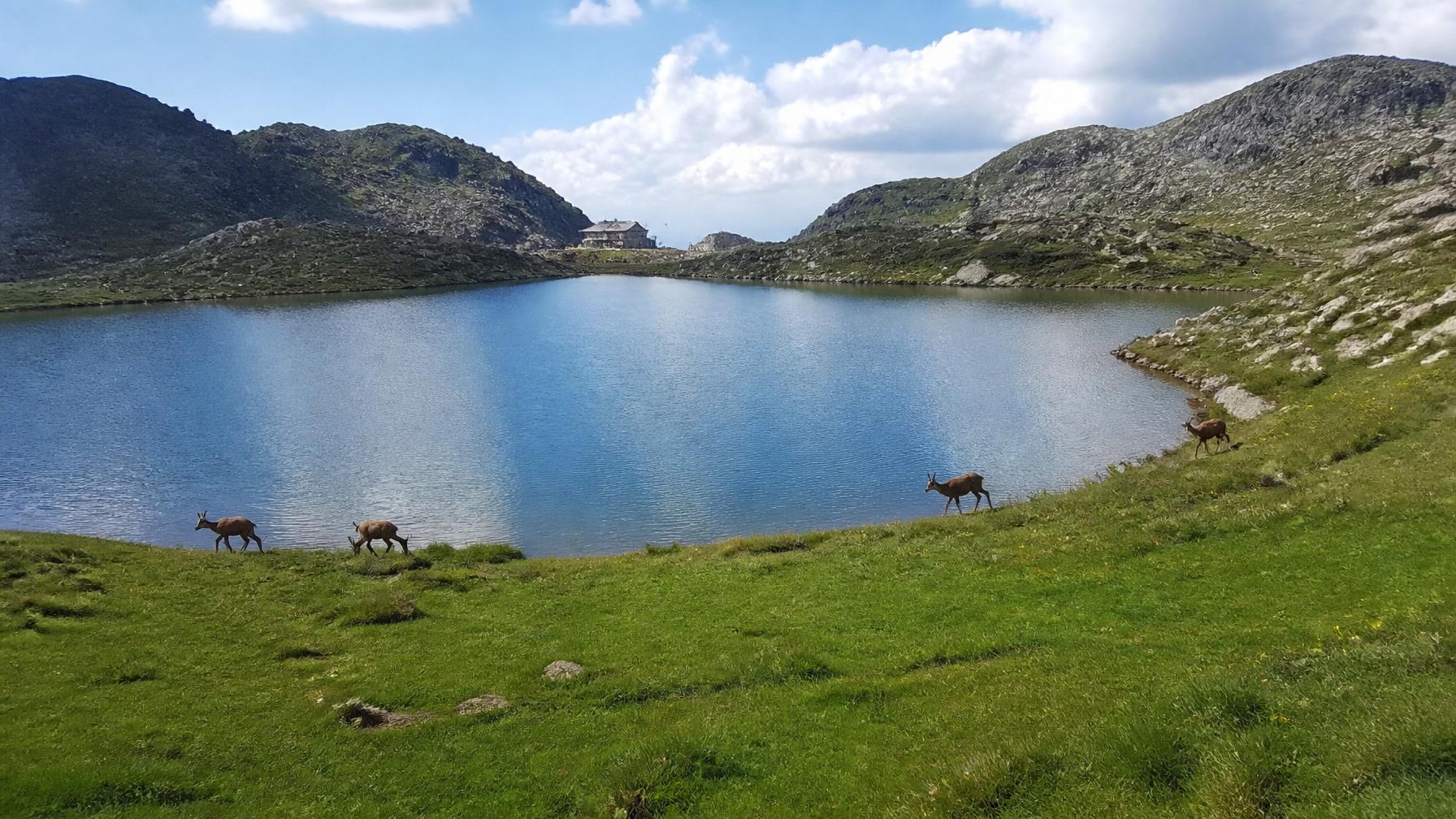 Caprioli nei prati alpini al Passo del Tonale